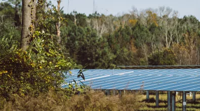 solar_panels_tree.jpg solar_panels_tree.jpg