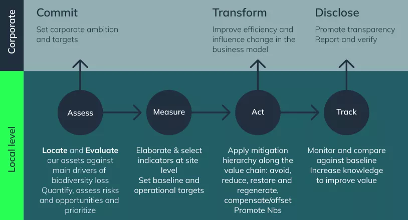 flowchart illustrating a three-stage process for corporate and local actions: commit, transform, and disclose. each stage includes steps like assessing assets, improving efficiency, setting indicators, applying mitigation hierarchy, monitoring progress, and promoting transparency. labels highlight measures such as avoiding, reducing, restoring, compensating, and nature-based solutions, with connections emphasizing continuity